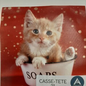 Chat dans une tasse