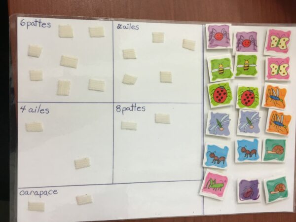 Les pattes d'insectes