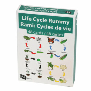 Rami: Cycles de vie