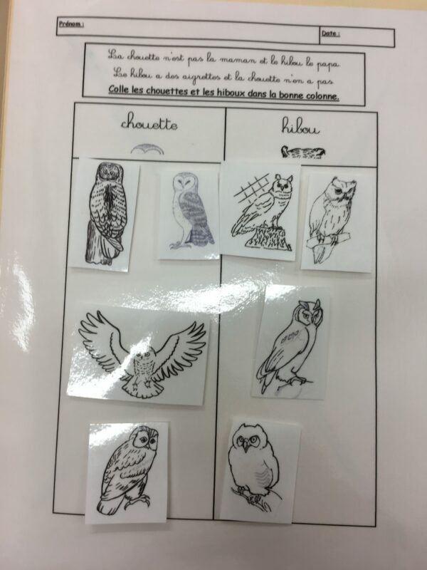 Est-ce une chouette ou un hibou?