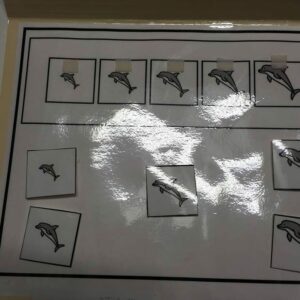 La suite logique des dauphins