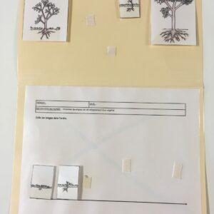 La séquence de l'arbre