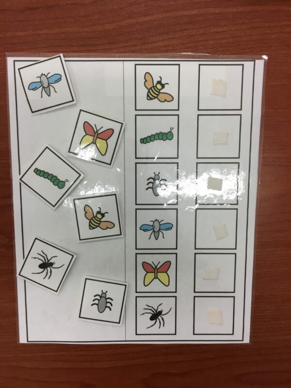 Les insectes