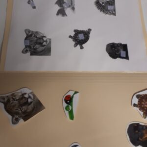 Les animaux
