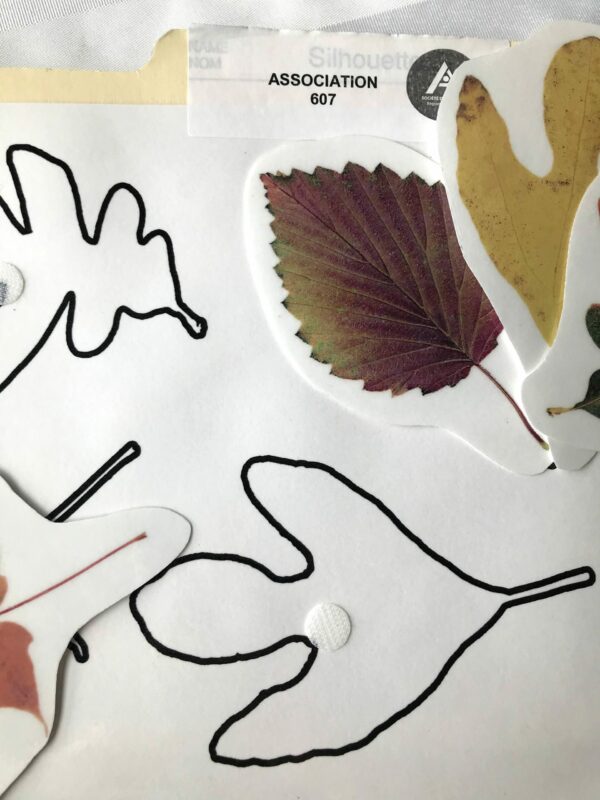 Les feuilles des arbres