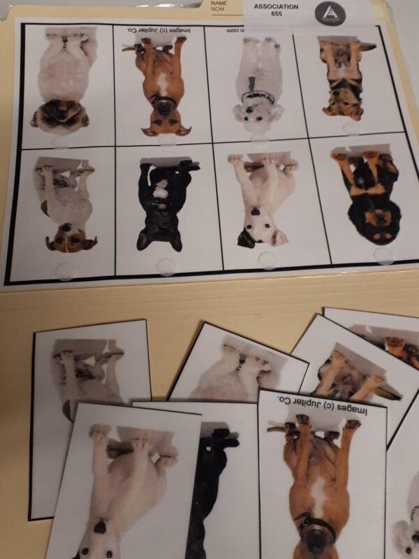 Les chiens
