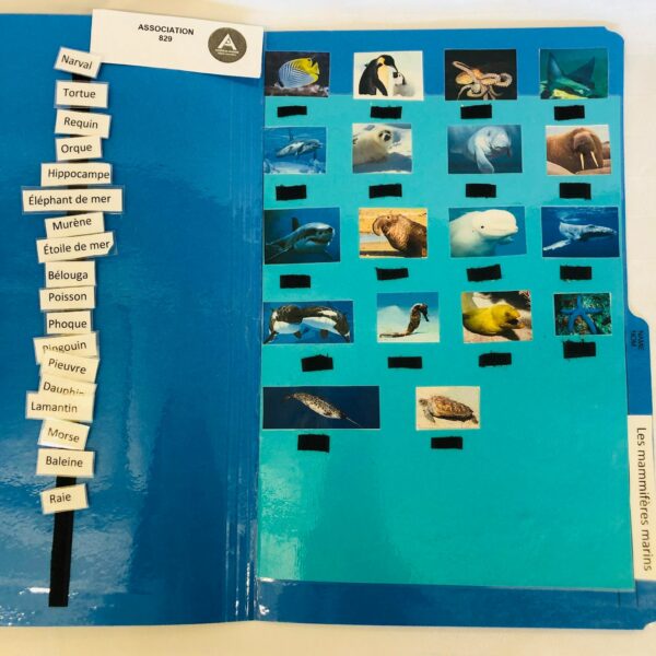 Les animaux marins