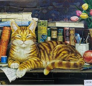 Chat dans la bibliothèque